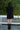 Ren Mini Shirtdress